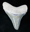 Beautifully Serrated Bone Valley Meg Tooth #12186-1